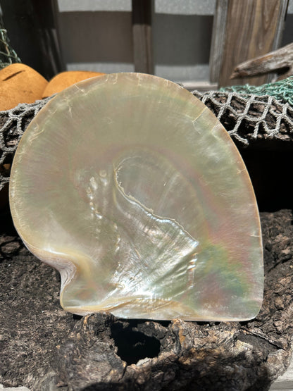 XL Raw Gold Lipped Pearl Oyster Display Shell – Mother of Pearl Specimen Pinctada maxima