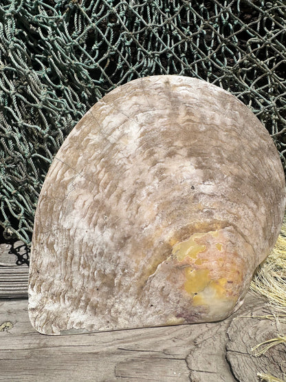 XL Raw Gold Lipped Pearl Oyster Display Shell – Mother of Pearl Specimen Pinctada maxima