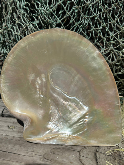XL Raw Gold Lipped Pearl Oyster Display Shell – Mother of Pearl Specimen Pinctada maxima