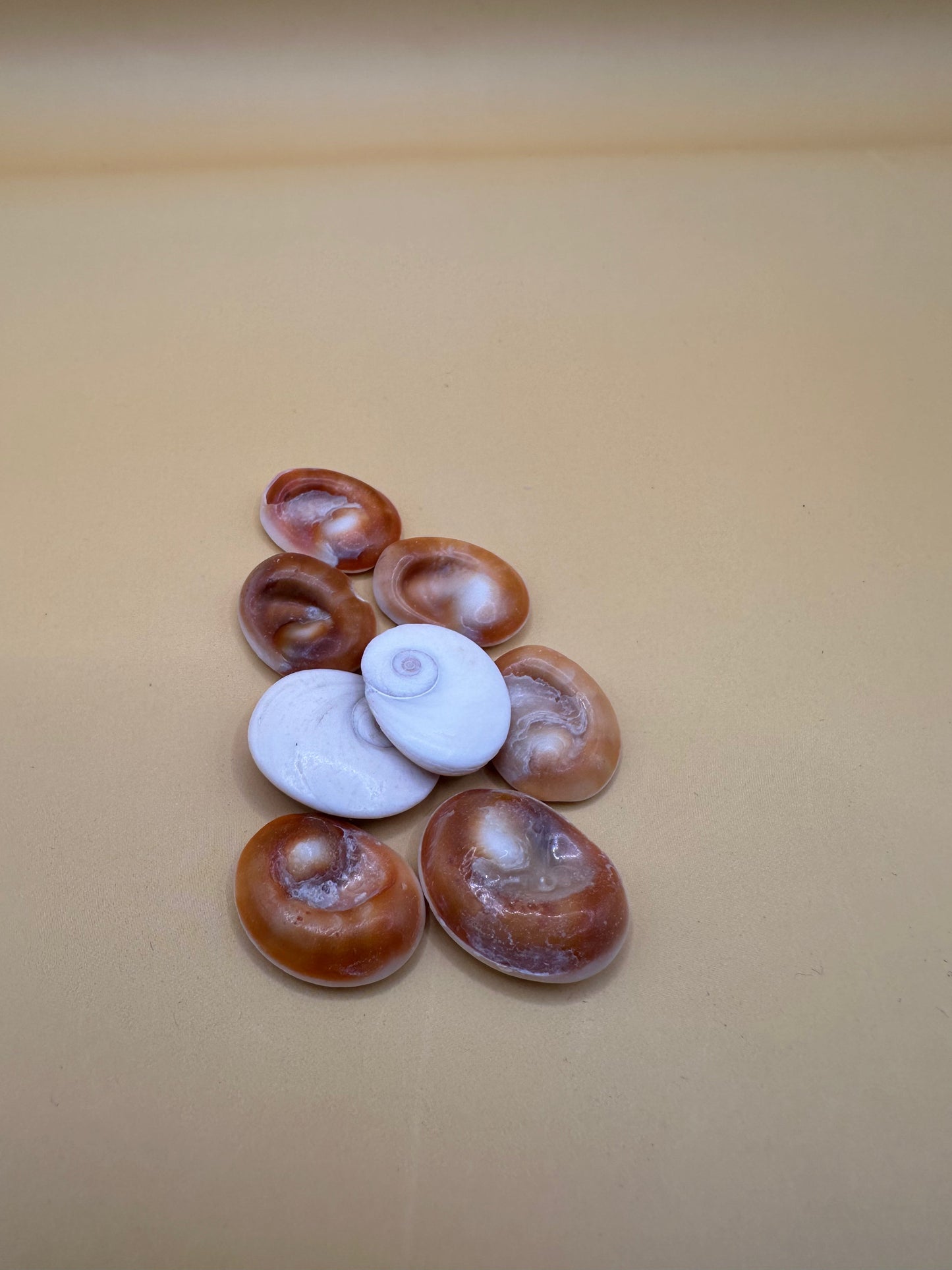 Set of 4 Golden Operculum Shells – Turbo petholatus – Craft Shells for DIY Jewelry & Art