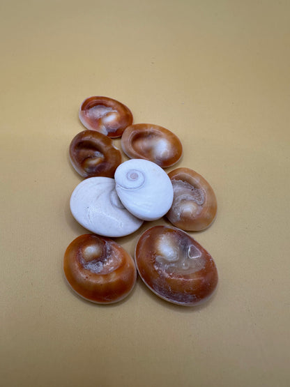 Set of 4 Golden Operculum Shells – Turbo petholatus – Craft Shells for DIY Jewelry & Art