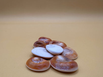 Set of 4 Golden Operculum Shells – Turbo petholatus – Craft Shells for DIY Jewelry & Art