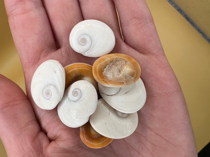 Set of 4 Golden Operculum Shells – Turbo petholatus – Craft Shells for DIY Jewelry & Art