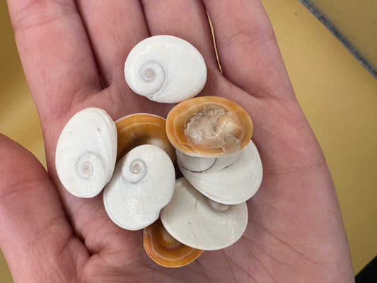 Set of 4 Golden Operculum Shells – Turbo petholatus – Craft Shells for DIY Jewelry & Art