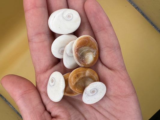 Set of 4 Golden Operculum Shells – Turbo petholatus – Craft Shells for DIY Jewelry & Art