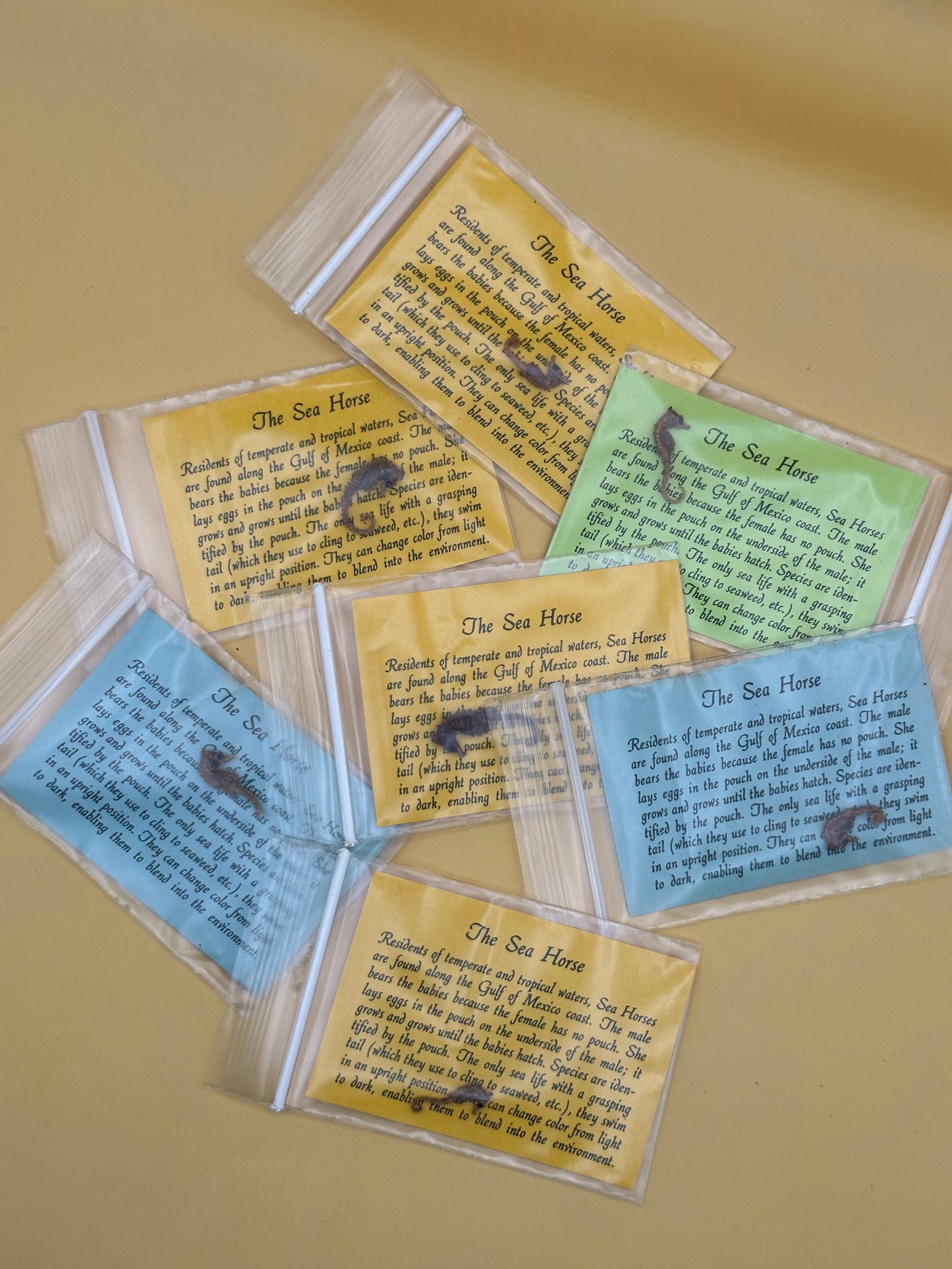 Dried Dwarf Seahorses – Vintage Preserved Craft for DIY & Ocean Projects