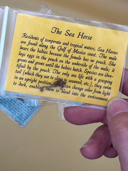 Dried Dwarf Seahorses – Vintage Preserved Craft for DIY & Ocean Projects
