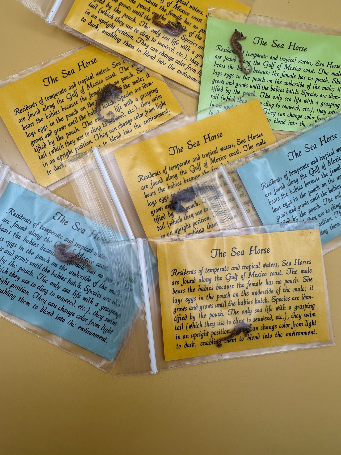 Dried Dwarf Seahorses – Vintage Preserved Craft for DIY & Ocean Projects