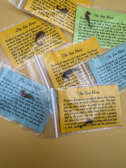 Dried Dwarf Seahorses – Vintage Preserved Craft for DIY & Ocean Projects