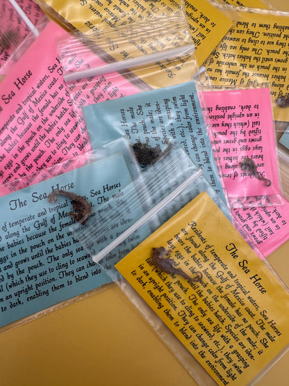 Dried Dwarf Seahorses – Vintage Preserved Craft for DIY & Ocean Projects