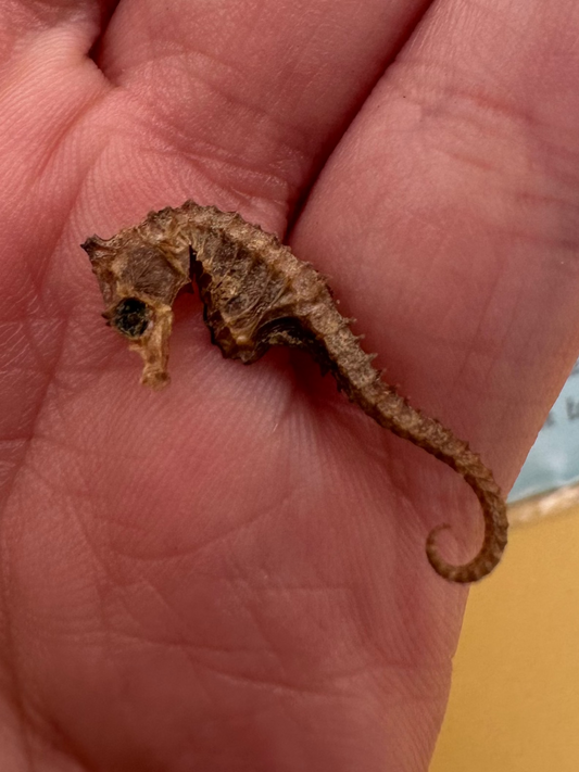 Dried Dwarf Seahorses – Vintage Preserved Craft for DIY & Ocean Projects
