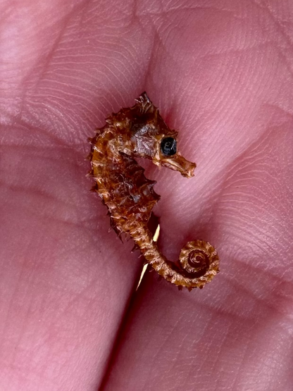 Dried Dwarf Seahorses – Vintage Preserved Craft for DIY & Ocean Projects