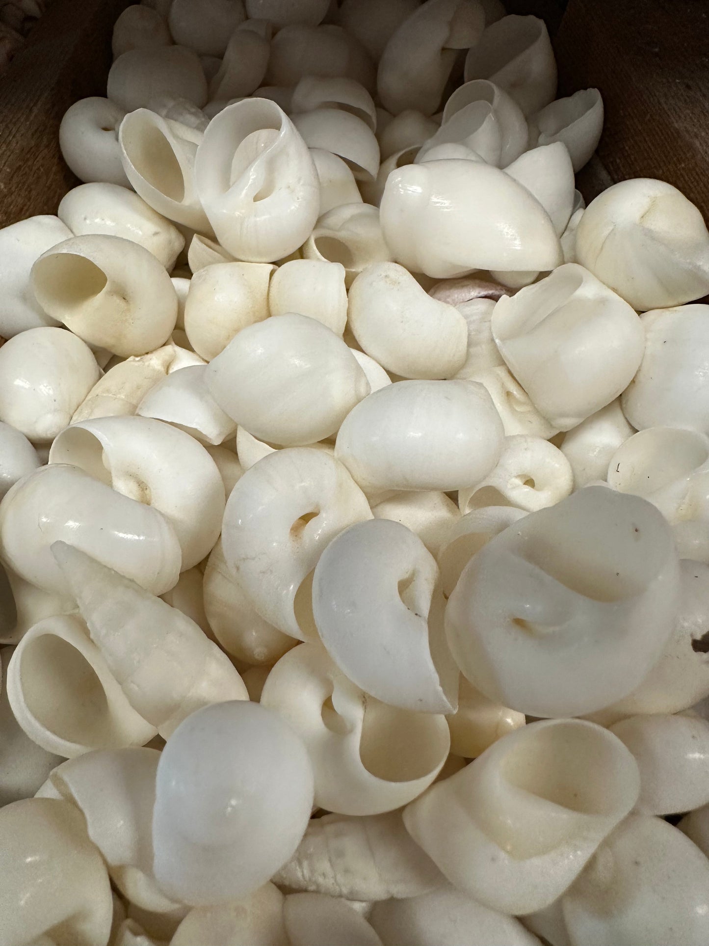 Bulk White Moon Snail Shells – Natica mamillia Craft Shells