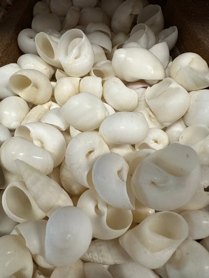 Bulk White Moon Snail Shells – Natica mamillia Craft Shells