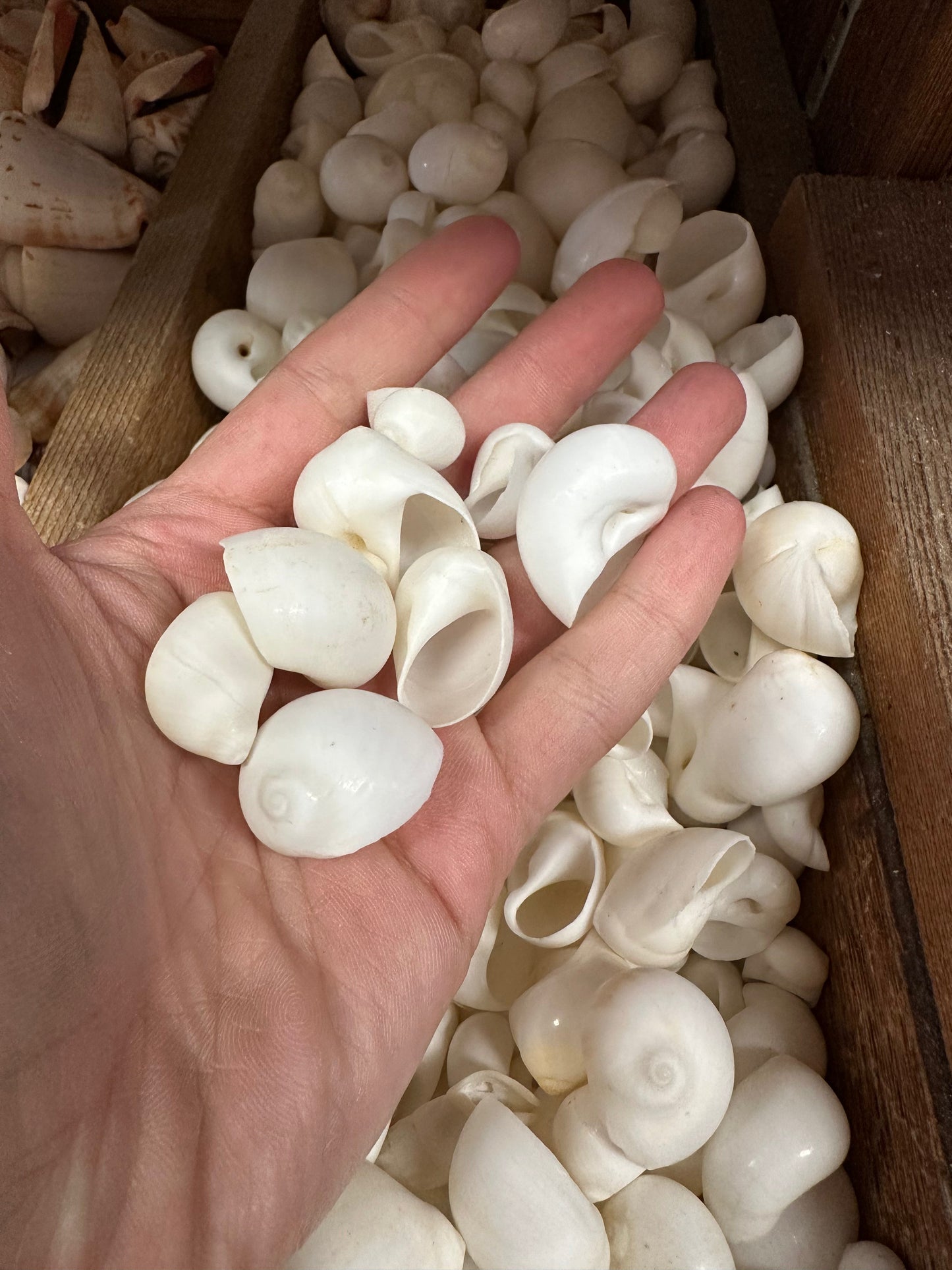 Bulk White Moon Snail Shells – Natica mamillia Craft Shells