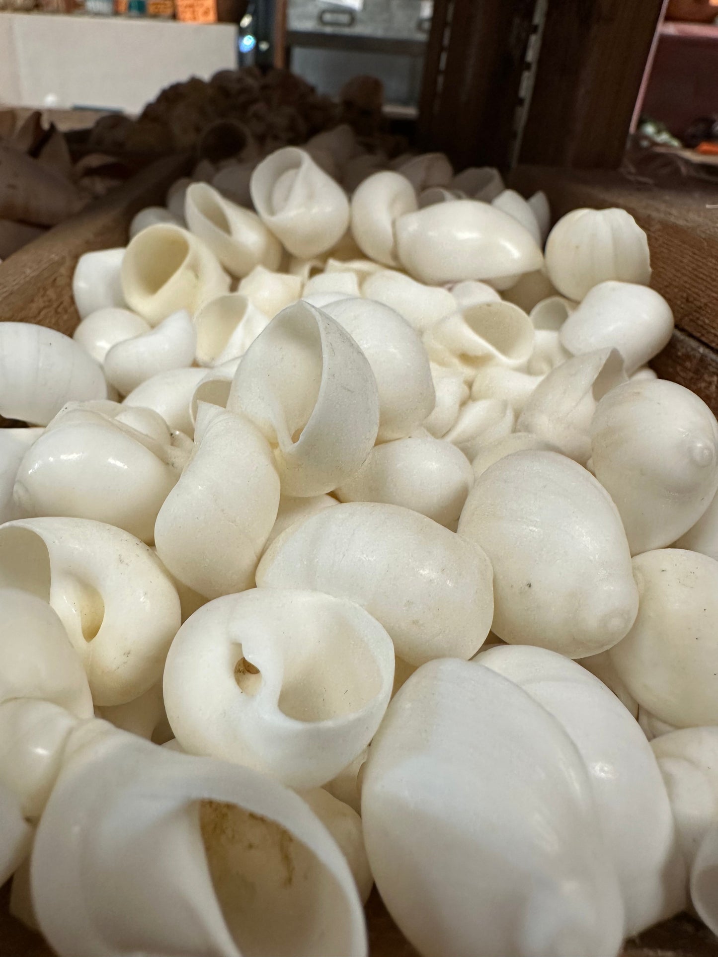 Bulk White Moon Snail Shells – Natica mamillia Craft Shells