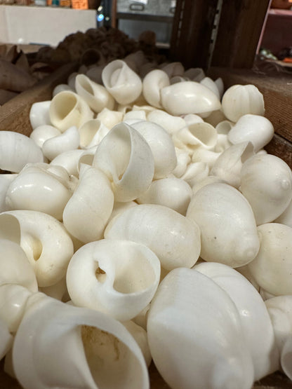 Bulk White Moon Snail Shells – Natica mamillia Craft Shells