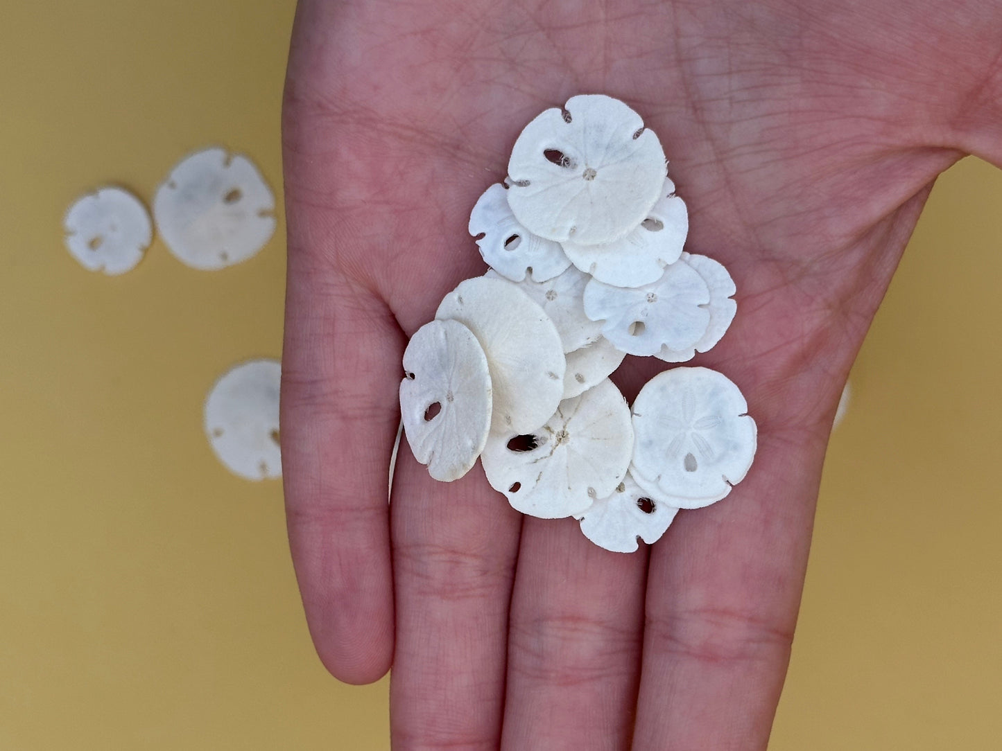 Tiny Loose Sand Dollar- Crafting Bulk Bags (Under 1")