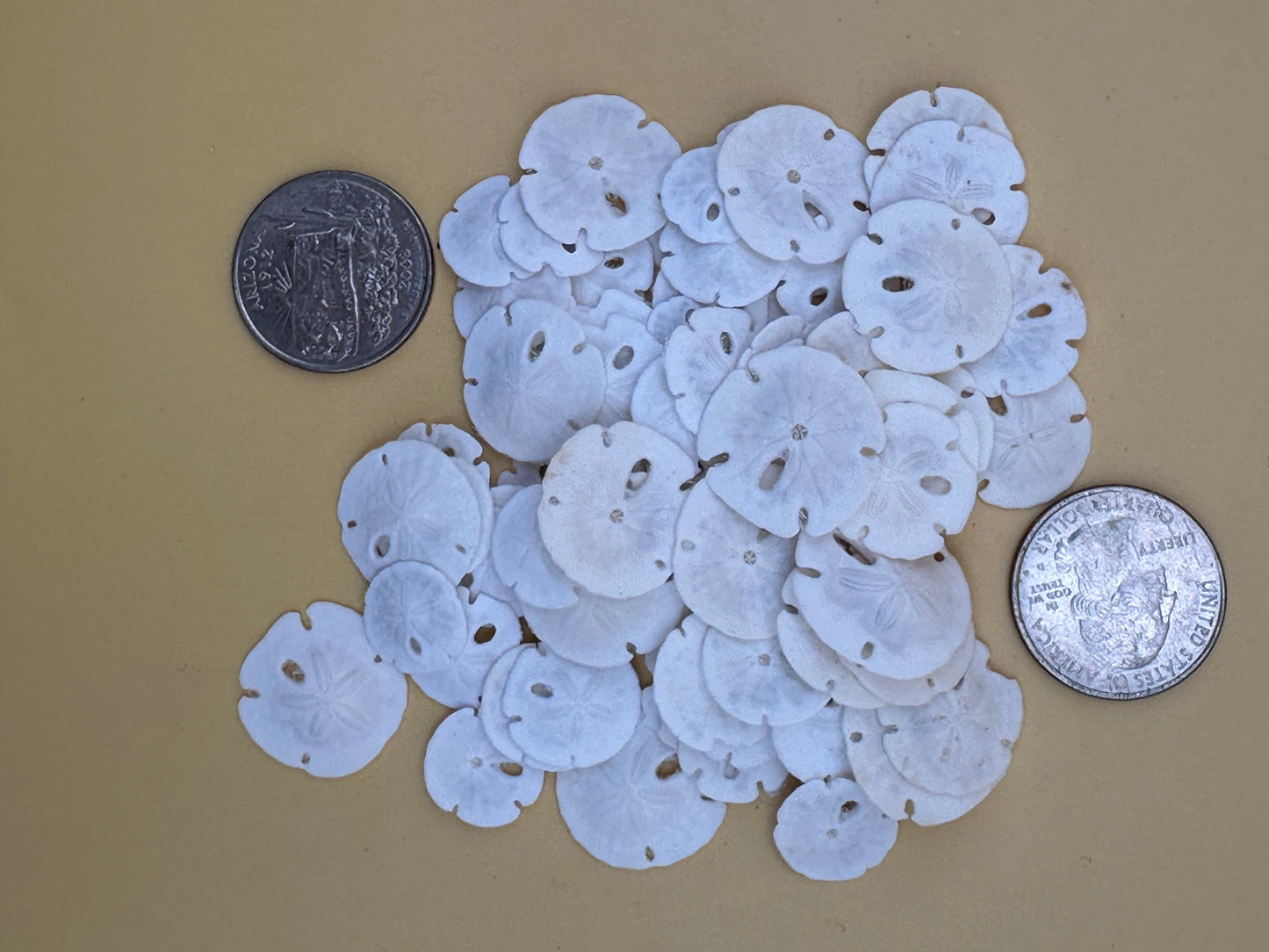 Tiny Loose Sand Dollar- Crafting Bulk Bags (Under 1")