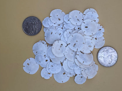 Tiny Loose Sand Dollar- Crafting Bulk Bags (Under 1")