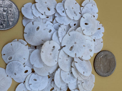 Tiny Loose Sand Dollar- Crafting Bulk Bags (Under 1")