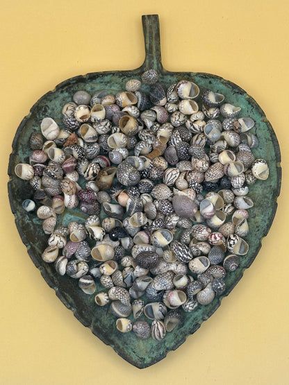 Bulk Mixed Micro Nerita Shells (Nerita sp.) – 10 Pieces Craft Shells for DIY & Collectors