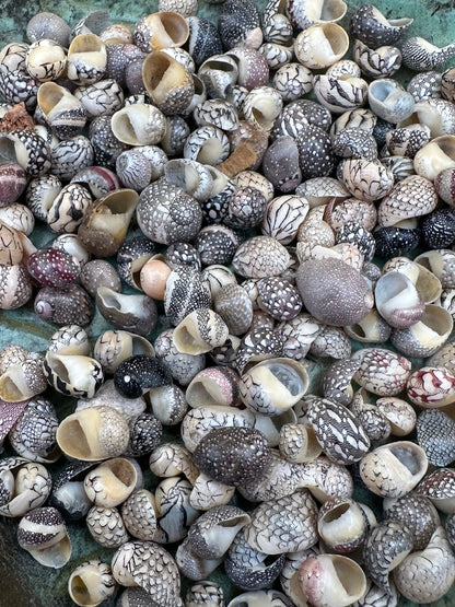 Bulk Mixed Micro Nerita Shells (Nerita sp.) – 10 Pieces Craft Shells for DIY & Collectors