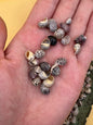 Bulk Mixed Micro Nerita Shells (Nerita sp.) – 10 Pieces Craft Shells for DIY & Collectors