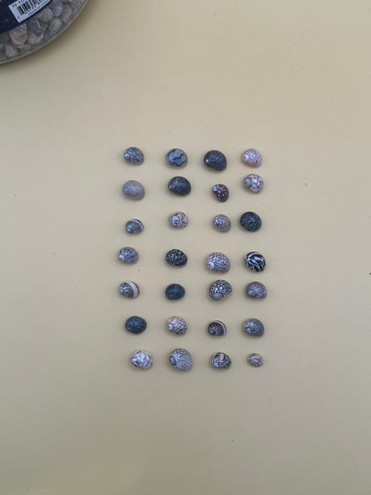 Bulk Mixed Micro Nerita Shells (Nerita sp.) – 10 Pieces Craft Shells for DIY & Collectors
