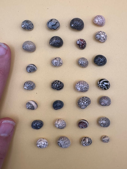 Bulk Mixed Micro Nerita Shells (Nerita sp.) – 10 Pieces Craft Shells for DIY & Collectors