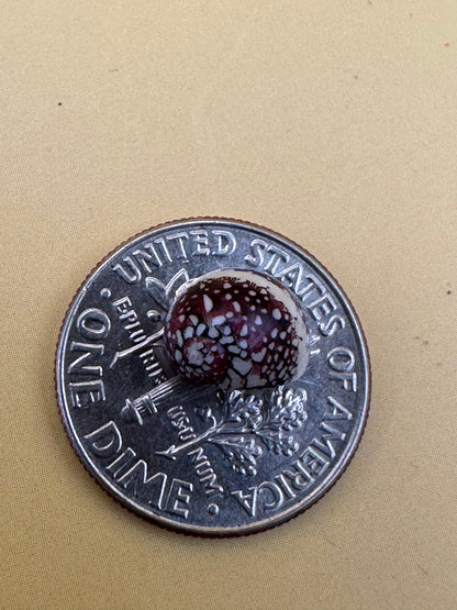 Bulk Mixed Micro Nerita Shells (Nerita sp.) – 10 Pieces Craft Shells for DIY & Collectors