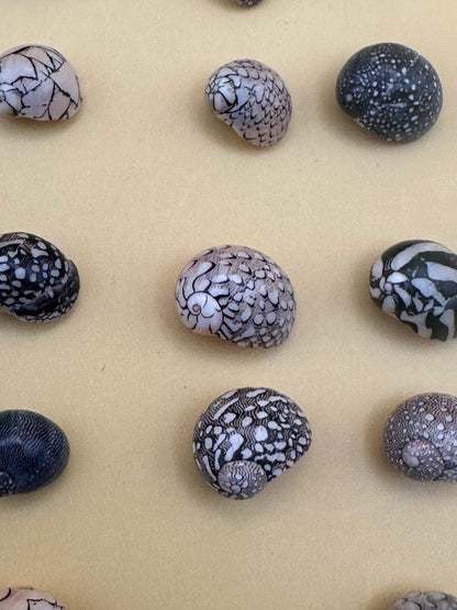 Bulk Mixed Micro Nerita Shells (Nerita sp.) – 10 Pieces Craft Shells for DIY & Collectors