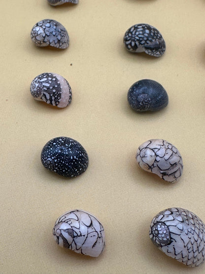 Bulk Mixed Micro Nerita Shells (Nerita sp.) – 10 Pieces Craft Shells for DIY & Collectors