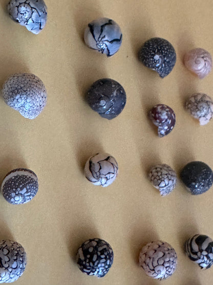 Bulk Mixed Micro Nerita Shells (Nerita sp.) – 10 Pieces Craft Shells for DIY & Collectors