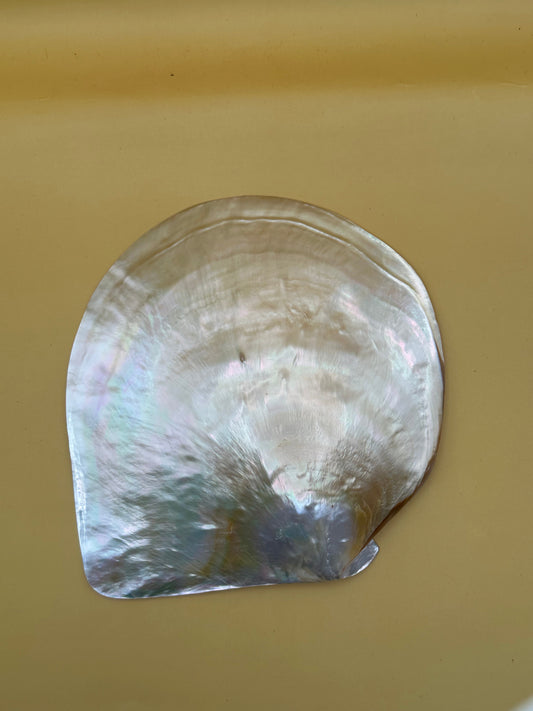 XL Polished Gold Mother of Pearl Shell (7.5") Display - Coastal Home Decor (Pinctada maxima)