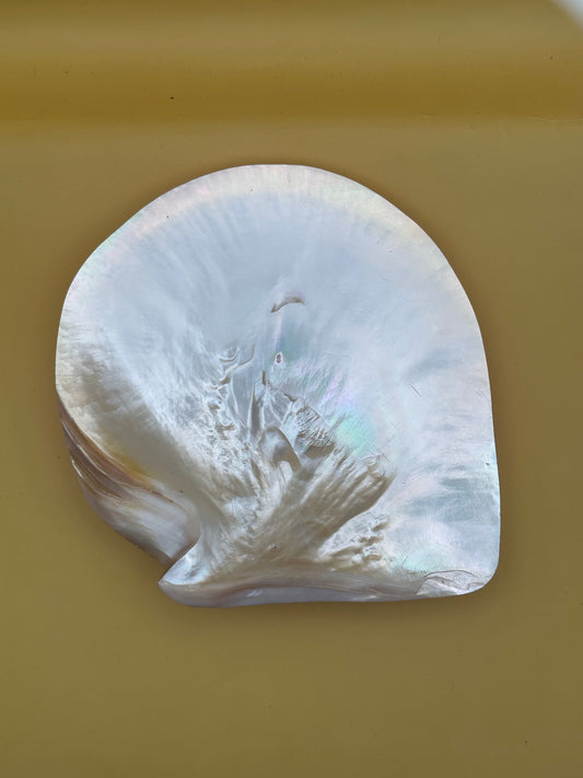 XL Polished Gold Mother of Pearl Shell (7.5") Display - Coastal Home Decor (Pinctada maxima)