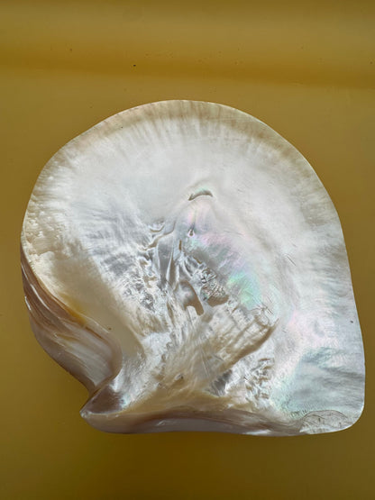 XL Polished Gold Mother of Pearl Shell (7.5") Display - Coastal Home Decor (Pinctada maxima)