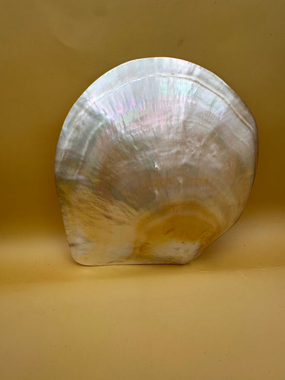 XL Polished Gold Mother of Pearl Shell (7.5") Display - Coastal Home Decor (Pinctada maxima)