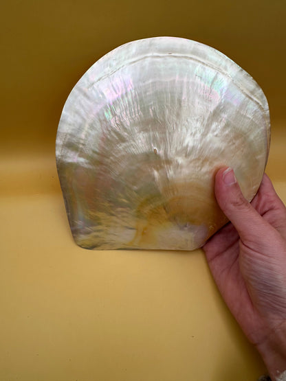 XL Polished Gold Mother of Pearl Shell (7.5") Display - Coastal Home Decor (Pinctada maxima)