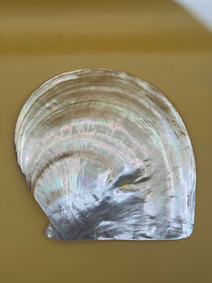 XL Polished Gold Mother of Pearl Shell (8.25") Display - Coastal Home Decor (Pinctada maxima)