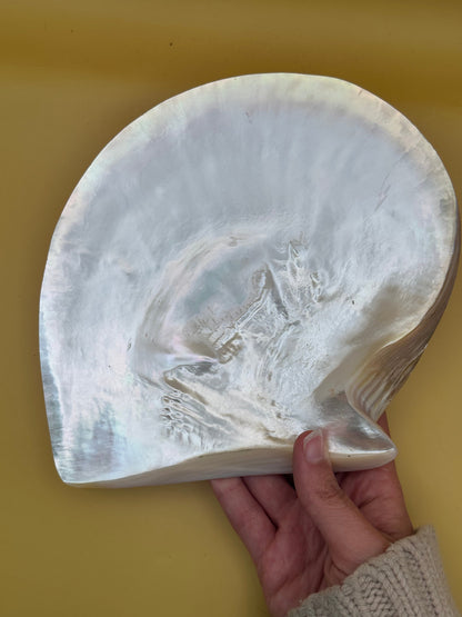 XL Polished Gold Mother of Pearl Shell (8.25") Display - Coastal Home Decor (Pinctada maxima)