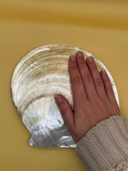 XL Polished Gold Mother of Pearl Shell (8.25") Display - Coastal Home Decor (Pinctada maxima)