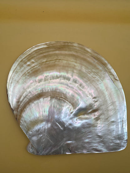 XL Polished Gold Mother of Pearl Shell (8.25") Display - Coastal Home Decor (Pinctada maxima)