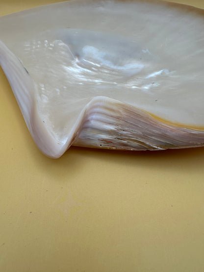 XL Polished Gold Mother of Pearl Shell (8.25") Display - Coastal Home Decor (Pinctada maxima)