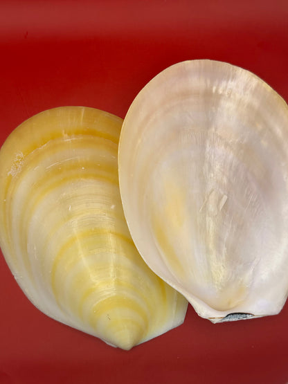 Large Yellow Lima Clam Pair 7" Display Shells – Coastal Home Decor Acesta rathbuni