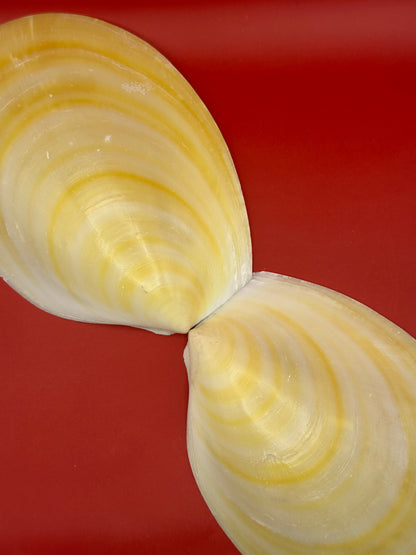 Large Yellow Lima Clam Pair 7" Display Shells – Coastal Home Decor Acesta rathbuni