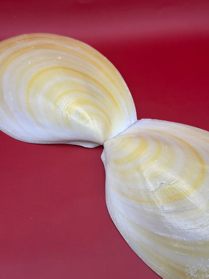 Large Yellow Lima Clam Pair 7" Display Shells – Coastal Home Decor Acesta rathbuni