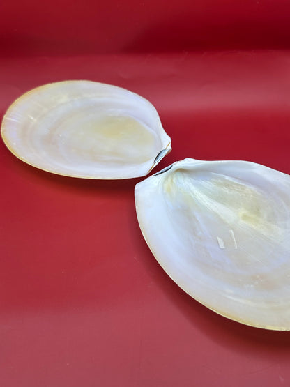 Large Yellow Lima Clam Pair 7" Display Shells – Coastal Home Decor Acesta rathbuni