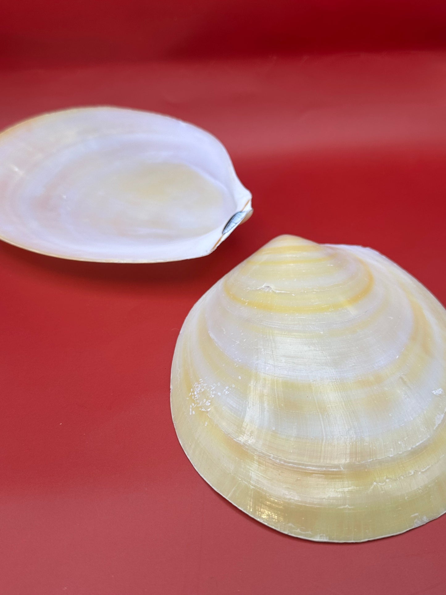 Large Yellow Lima Clam Pair 7" Display Shells – Coastal Home Decor Acesta rathbuni
