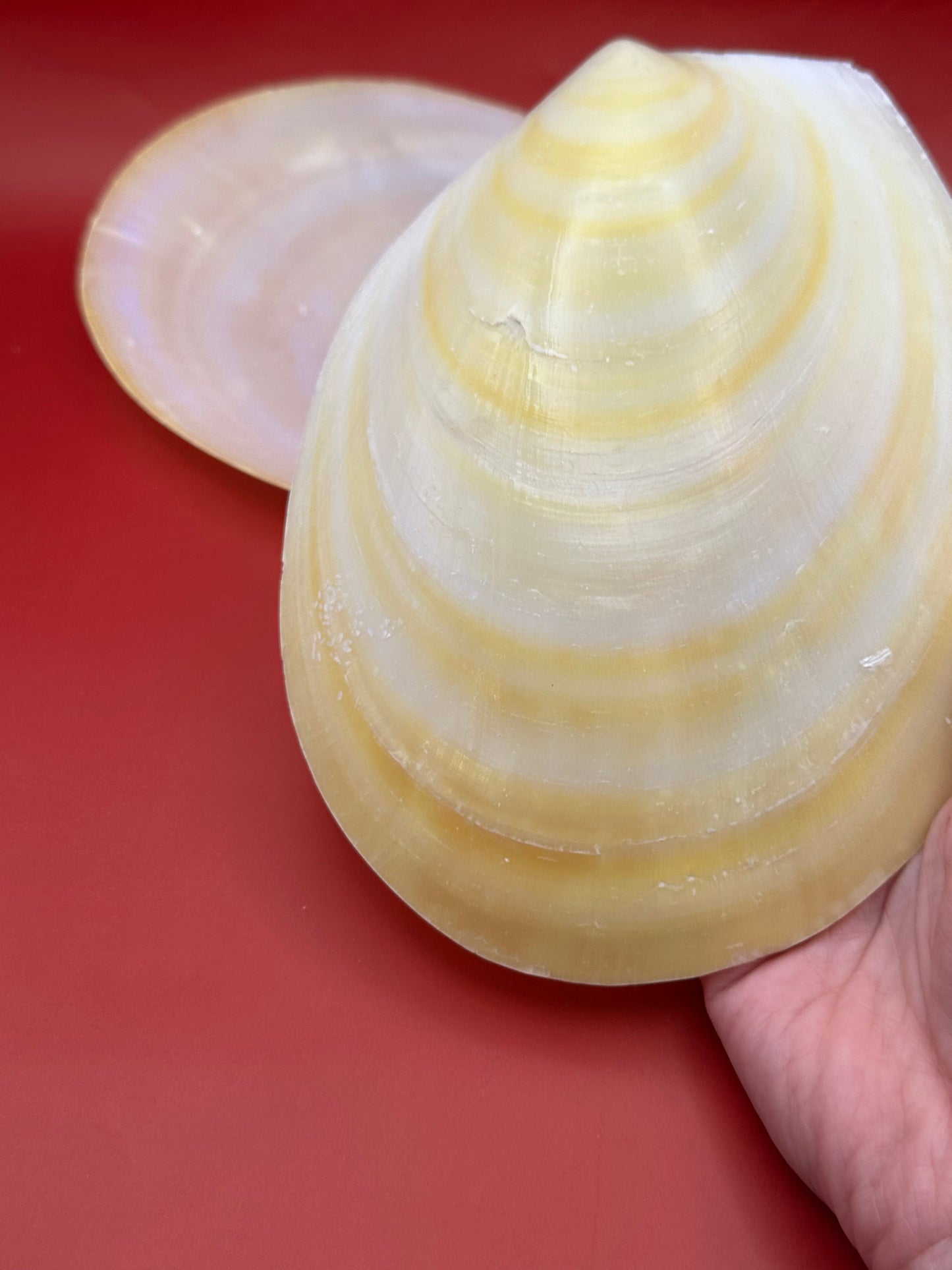 Large Yellow Lima Clam Pair 7" Display Shells – Coastal Home Decor Acesta rathbuni